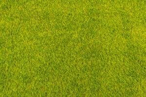 blurred background Lots of small green leaves in Top View look beautiful and unusual as nature background with bright green color and copy space for inserting text for advertisement. photo