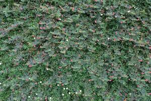 The background of many small green leaves in the Top View view looks beautiful and unusual. It is a natural background with bright green color and copy space for inserting text for advertising. photo