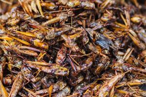 Soft And Smooth Focus,Grasshoppers or fried insects are a group of protein foods that are easy to find in Asia and fried insects are also popular in the northeast of Thailand and Laos. photo