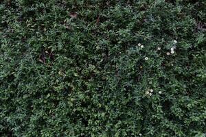 The background of many small green leaves in the Top View view looks beautiful and unusual. It is a natural background with bright green color and copy space for inserting text for advertising. photo
