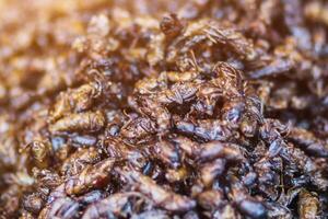 Soft And Smooth Focus,Grasshoppers or fried insects are a group of protein foods that are easy to find in Asia and fried insects are also popular in the northeast of Thailand and Laos. photo