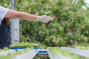 Growing vegetables using water or hydroponics using seeds to get organic vegetables that are free from toxins because hydroponics does not use pesticides. Organic vegetable concept for health photo