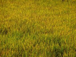 meadow or rice fields that are turning golden in color and are ready to harvest more for food and cultivation in the rainy season. photo