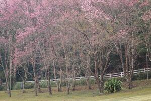 Choose soft focus, beautiful Sakura blossom, Prunus cerasoides in Thailand, bright pink flowers of Sakura on the high mountains of Chiang Mai. The beautiful scenery of the blossoming Sakura blossoms photo