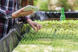 Growing vegetables using water or hydroponics using seeds to get organic vegetables that are free from toxins because hydroponics does not use pesticides. Organic vegetable concept for health photo