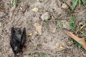 Dead bats on the ground have been speculated to be infected with the corona virus, and the bats are also considered to be spreading the corona virus to other organisms and spread throughout the world. photo