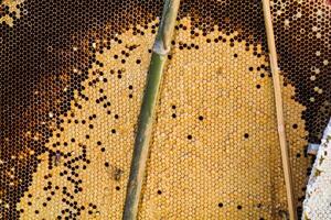 Wild honeycomb and wild honey are needed for consumption and herbal medicine mix because wild honey has nutritional benefits.Wild bees and wild honey were placed on the market. photo