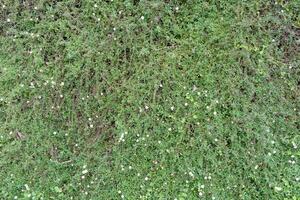The background of many small green leaves in the Top View view looks beautiful and unusual. It is a natural background with bright green color and copy space for inserting text for advertising. photo
