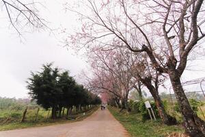 Choose soft focus, beautiful Sakura blossom, Prunus cerasoides in Thailand, bright pink flowers of Sakura on the high mountains of Chiang Mai. The beautiful scenery of the blossoming Sakura blossoms photo