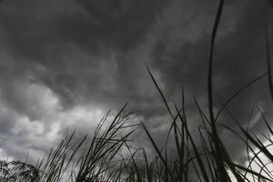 The rain clouds that are forming above the sky are rain clouds of the storms that are bringing moisture into the seasonal areas. The background of the sky is full of black clouds from thunderstorm photo