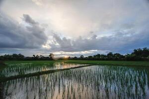 The rain clouds that are forming above the sky are rain clouds of the storms that are bringing moisture into the seasonal areas. The background of the sky is full of black clouds from thunderstorm photo