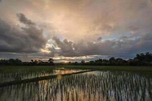 The rain clouds that are forming above the fields are rain clouds caused by storms that are resting moisture into the seasonal areas. The sky background is full of black clouds from thunderstorm. photo