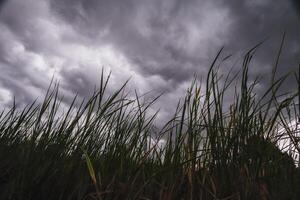 The rain clouds that are forming above the sky are rain clouds of the storms that are bringing moisture into the seasonal areas. The background of the sky is full of black clouds from thunderstorm photo