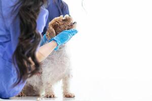 Veterinarian who specialize in veterinary medicine are examining health of dog within animal hospital look for diseases and injuries in dog. veterinarian is examining dog in hospita for treatment photo