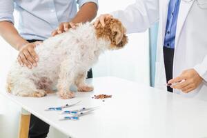 Veterinarians who specialize in veterinary medicine are examining health of dogs within animal hospital to look for diseases and injuries in dog . Taking dog for an annual health check from veterinary photo