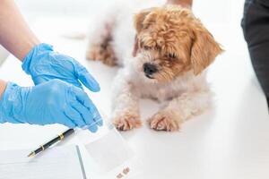 Veterinarian who specialize in veterinary medicine are examining health of dog within animal hospital look for diseases and injuries in dog. veterinarian is examining dog in hospita for treatment photo