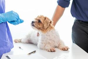 Veterinarian who specialize in veterinary medicine are examining health of dog within animal hospital look for diseases and injuries in dog. veterinarian is examining dog in hospita for treatment photo