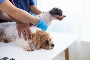 Veterinarian who specialize in veterinary medicine are examining health of dog within animal hospital look for diseases and injuries in dog. veterinarian is examining dog in hospita for treatment photo