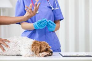 Veterinarians perform annual health examinations for dogs in animal hospital and vaccinate them against rabies to prevent infection. Taking dog for an annual health check from veterinarian specialist photo