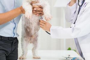 Veterinarian are using Stethoscopes to examine dog health and diagnose respiratory and cardiac ailment. Checking health of dog in animal hospital with Stethoscope for disease diagnosis by veterinarian photo