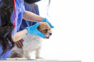 Veterinarian who specialize in veterinary medicine are examining health of dog within animal hospital look for diseases and injuries in dog. veterinarian is examining dog in hospita for treatment photo