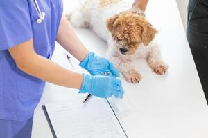 Veterinarian who specialize in veterinary medicine are examining health of dog within animal hospital look for diseases and injuries in dog. veterinarian is examining dog in hospita for treatment photo