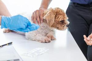 Veterinarian who specialize in veterinary medicine are examining health of dog within animal hospital look for diseases and injuries in dog. veterinarian is examining dog in hospita for treatment photo
