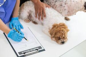 Veterinarian who specialize in veterinary medicine are examining health of dog within animal hospital look for diseases and injuries in dog. veterinarian is examining dog in hospita for treatment photo