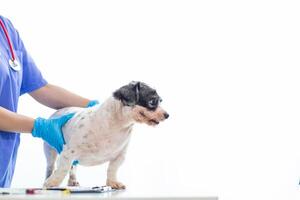 Veterinarian who specialize in veterinary medicine are examining health of dog within animal hospital look for diseases and injuries in dog. veterinarian is examining dog in hospita for treatment photo
