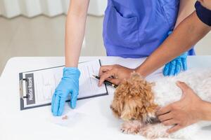 female veterinarian is playing with a dog for health checks and checks for near healing injuries before veterinarian performs diagnosis and check up before letting them go treating wasps at home photo