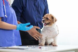 Veterinarian who specialize in veterinary medicine are examining health of dog within animal hospital look for diseases and injuries in dog. veterinarian is examining dog in hospita for treatment photo