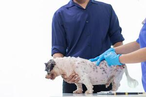 Veterinarian who specialize in veterinary medicine are examining health of dog within animal hospital look for diseases and injuries in dog. veterinarian is examining dog in hospita for treatment photo