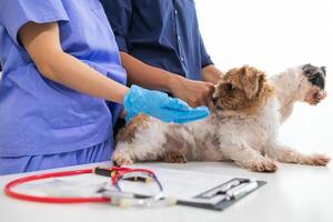 Veterinarian who specialize in veterinary medicine are examining health of dog within animal hospital look for diseases and injuries in dog. veterinarian is examining dog in hospita for treatment photo