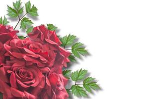 Red roses with copy space background. Great for additional design photo