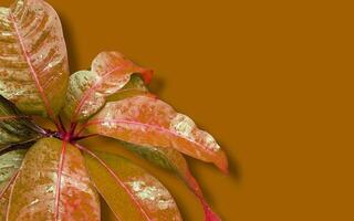 mango leaf on negative background for text photo