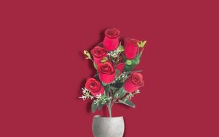 red rose on negative background photo