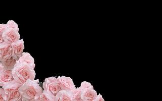Pink rose petal plant with negative space background design. Great for additional design elements. photo