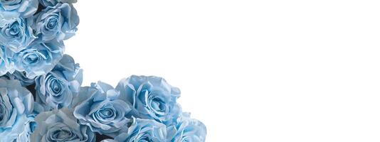 Light purple flower petal plant with negative space background design. Great for additional design elements. photo
