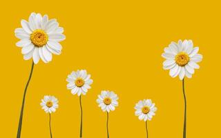 White sunflower petal plant, negative space background design. Great for additional design elements. photo