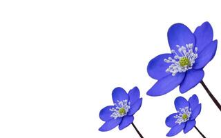 Purple flower petal plant, negative space background design. Great for additional design elements. photo