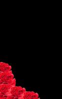 Tropical red rose flower plant negative space background design. Great for additional design elements. photo