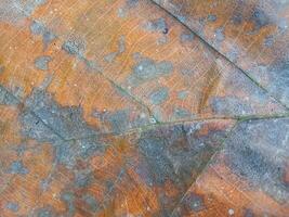 Rough background of dry teak leaf texture taken close up. Suitable for additional design projects. photo