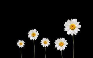 White sunflower petal plant, negative space background design. Great for additional design elements. photo
