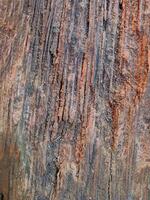 Close-up of old coconut wood texture background. Suitable for additional design projects. photo