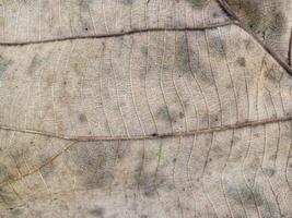 Rough background of dry teak leaf texture taken close up. Suitable for additional design projects. photo