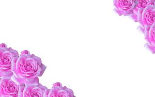 Close up of tropical violet flower plant, flower surface and frame are clearly visible, great for additional design element. photo