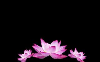 Close up of tropical pink lotus flower plant, flower surface and skeleton are clearly visible, great for additional design element. photo