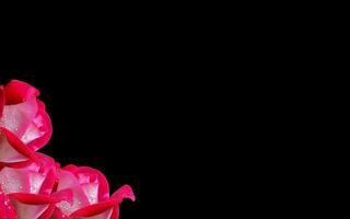 Red rose petal plant, negative space background design. Great for additional design elements. photo