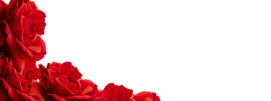 Close up of a tropical red rose plant, the surface and flower frame are clearly visible, as an additional design element. photo