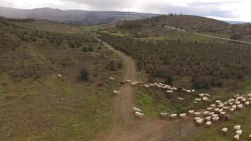 Sheeps in Nature. Grazing in the Field Aerial View video